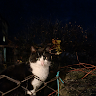 follower-images