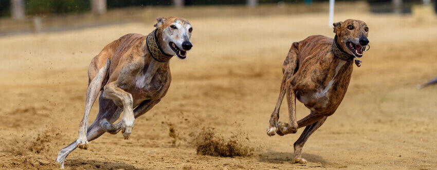 greyhounds dogs running