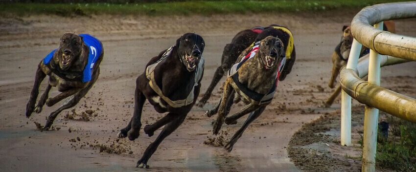 greyhounds racing dogs