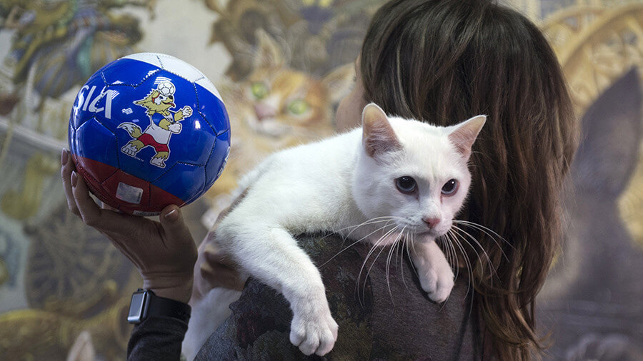 Котката Ахил